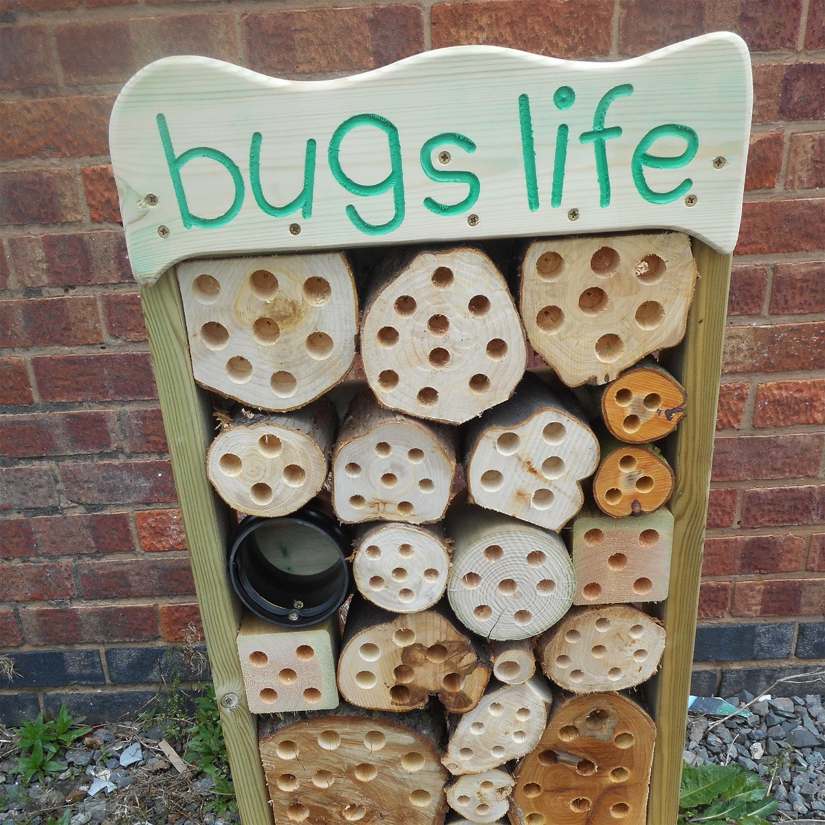 Bugs Life Bugs Life