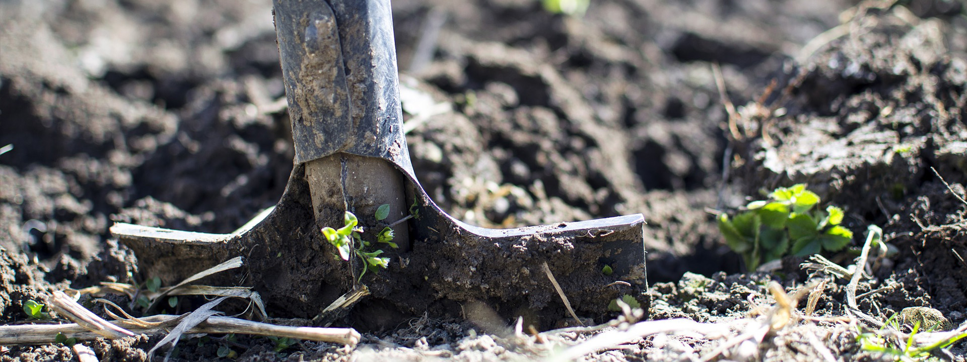 Grey to Green, the impact of nature on our mental health